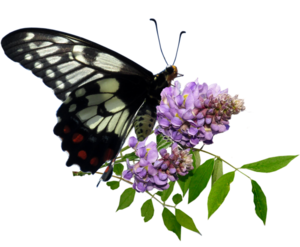 butterfly-3229826_960_720