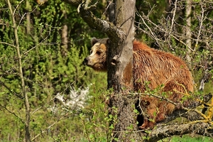 european-brown-bear-3336821_960_720