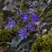 harbinger-of-spring-3258028_960_720