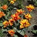 tulip-3326171_960_720