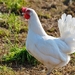 chicken-2804399_960_720