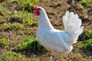 chicken-2804399_960_720