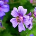 cranesbill-495275_960_720