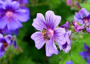 cranesbill-495275_960_720