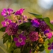 flowers-2496071_960_720