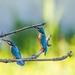 kingfisher-2349267_960_720