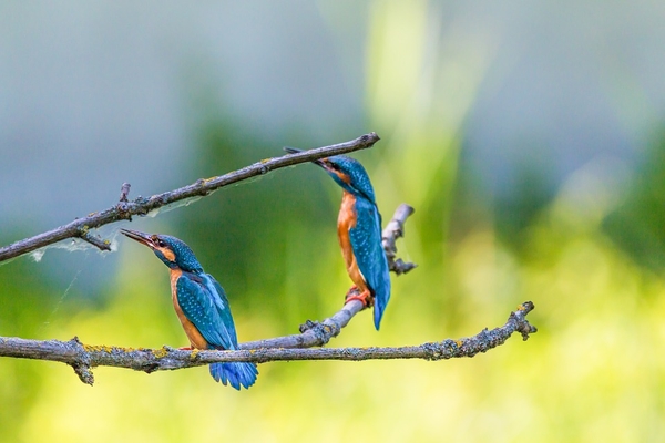 kingfisher-2349267_960_720