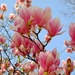 magnolia-2199922_960_720