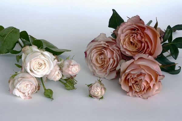 roses-1346676_960_720