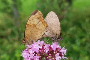 butterflies-2491308_960_720