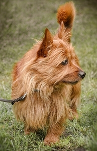 cairn-terrier-2765311_960_720