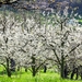 cherry-trees-1357799_960_720