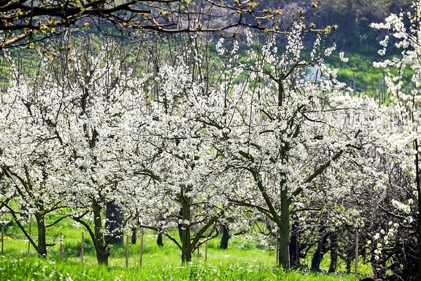 cherry-trees-1357799_960_720