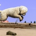 goldendoodle-1626786_960_720