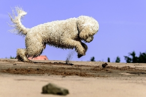 goldendoodle-1626786_960_720