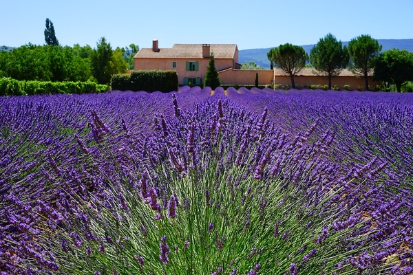 lavender-1595478_960_720