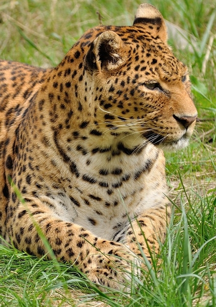 leopard-391367_960_720