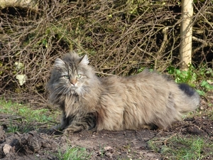 norwegian-forest-cat-2751709_960_720