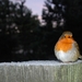 robin-2549011_960_720