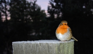 robin-2549011_960_720