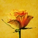 rose-1232791_960_720