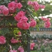 rose-3351329_960_720