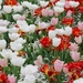 tulip-landscape-1405386_960_720