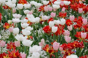 tulip-landscape-1405386_960_720