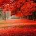 1280x800_natural-park-autumn-red-leaves-autumn-scenery