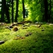 moss-wallpapers-27962-9516276