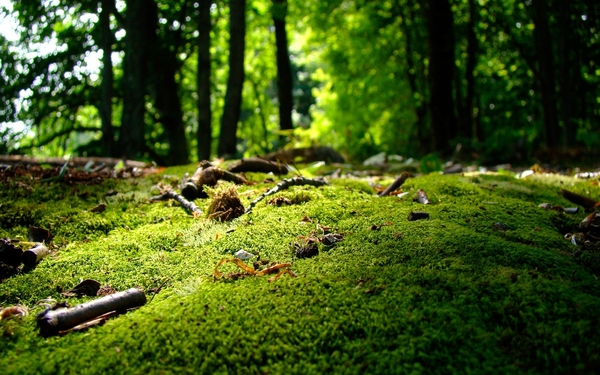 moss-wallpapers-27962-9516276