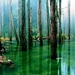 sunlight-trees-forest-lake-water-nature-reflection-green-wilderne