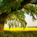 wallls.com_61194