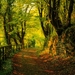 www.GetBg.net_Nature_Seasons_Autumn_Autumn_Forest_View_034859_