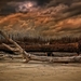 logs-on-a-brown-beach-hdr-1080P-wallpaper