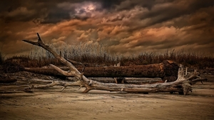 logs-on-a-brown-beach-hdr-1080P-wallpaper