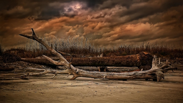 logs-on-a-brown-beach-hdr-1080P-wallpaper