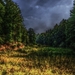 peaceful-forest-1080P-wallpaper