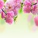 pretty-flowers-best-of-40-beautiful-flower-pictures-choice-image-