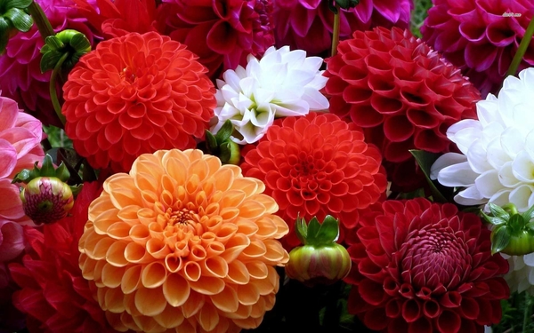 2572774551-dahlia-flowers-hd-wallpaper-Y70-Y70-1920x1200-MM-78