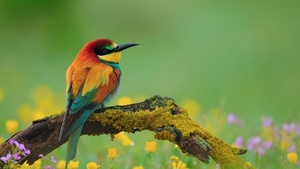 bird-images-HD2