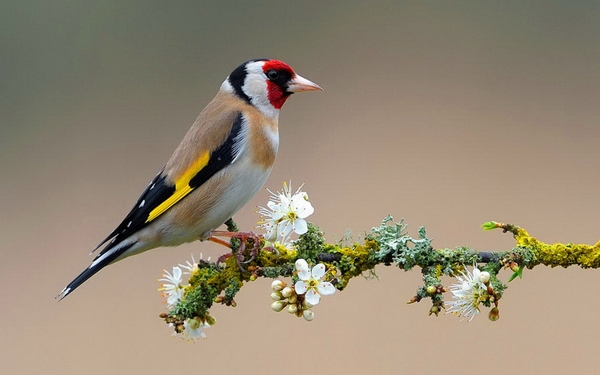 bird-on-flower-branch