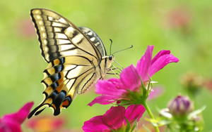 butterfly-on-flower-picture-hd