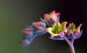 flowers-branch-background2788