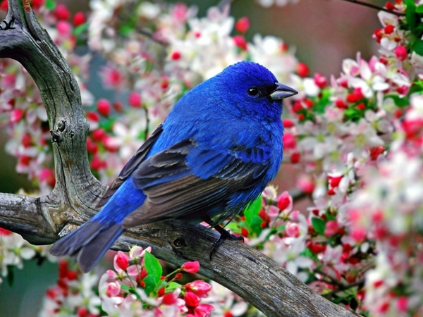 www.GetBg.net_Animals___Birds_Blue_birdon_a_branch_041415_