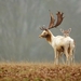 deer-wallpaper-hd-35