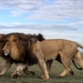 lion-42