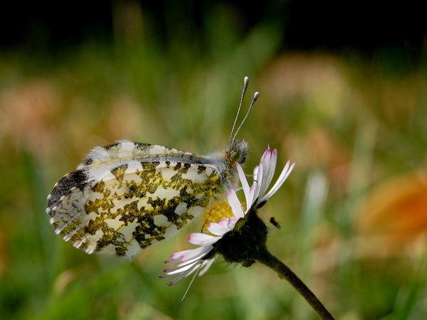 Macro-Photo-Butterfly-1600x1200