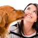 Dogs_White_background_Brown_haired_Smile_Retriever_520777_1280x86