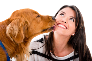 Dogs_White_background_Brown_haired_Smile_Retriever_520777_1280x86